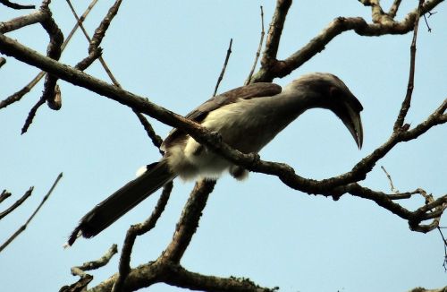 Indijos Pilka Ragas, Ocyceros Birostris, Paukštis, Karnataka, Indija