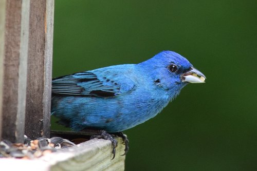 Indigo,  Starta,  Paukštis,  Sėklos,  Mėlyna,  Juodos Spalvos,  Šėrimo,  Valgymas,  Paukščių Maitintojas