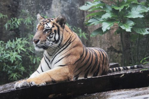 Indonezija, Tigras, Panthera, Sumatranas, Tigras, Laukinė Gamta, Gyvūnas, Žinduolis, Mėsėdis, Nykstantis, Plėšrūnas, Gamta, Laukiniai, Rūšis, Kojos, Zoologijos Sodas