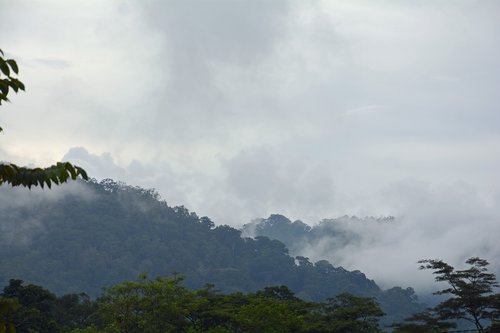 Indonezija,  Sumatra,  Ketambe,  Leuserio Kalno Nacionalinis Parkas