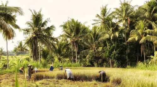 Indonezija, Bali, Lauko Darbas, Ryžių Derlius, Ūkininkai, Derlius, Žemdirbystė, Paddy