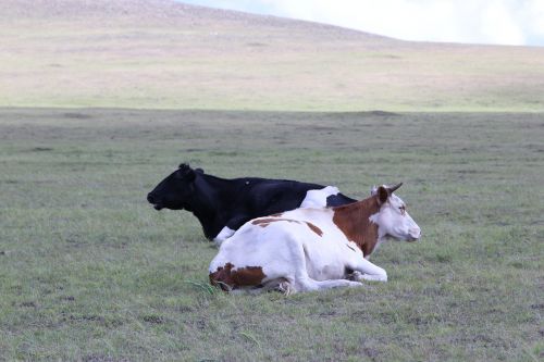 Vidinė Mongolija, Prairie, Pieninė Karvė, Geltonieji Galvijai, Ranča