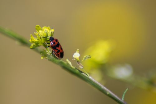 Vabzdys, Gamta, Makro, Gyvūnas, Pavasaris