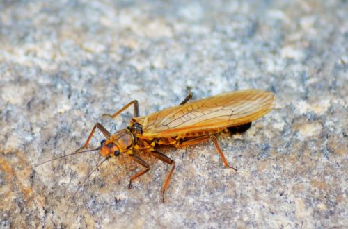 Vabzdys, Cicada, Vokalas, Į Pietus, Provence, Gamta, Hemiptera