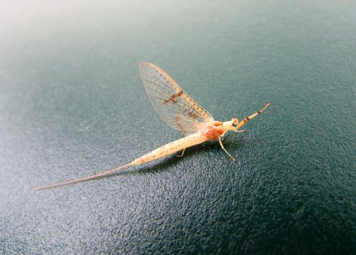 Vabzdys, Mayflies, Gyvūnai, Gamta