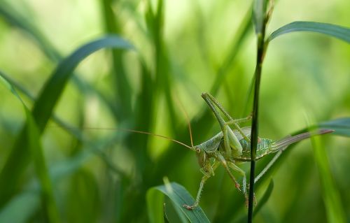 Vabzdys, Gamta, Tettigonia Viridissima, Žolė, Makro