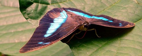 Vabzdys, Drugelis, Lepidoptera, Ruda, Mėlynas