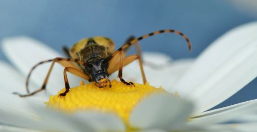 Vabzdys, Gamta, Makro, Gyvūnas, Gėlė, Žiedas, Žydėti, Augalas, Vasara, Uždaryti, Makrofotografija, Flora, Gyvūnų Pasaulis, Fauna, Gėlės, Aštraus Gėlė, Žydėti, Makro Nuotrauka, Gyvūnai, Vabzdžių Makro, Vabalas, Vabzdžių Nuotrauka, Vabalas Makro, Zondas, Priekinė, Geltona, Balta, Mėlynas, Marguerite, Žiedadulkės, Bičių Žiedadulkės, Valgyti, Šviesus