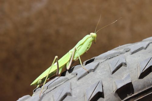 Vabzdys, Pavasaris, Makro, Pragaras, Gyvūnas