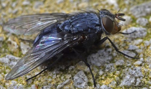 Vabzdys, Skristi, Bluebottle, Laukinė Gamta, Makro