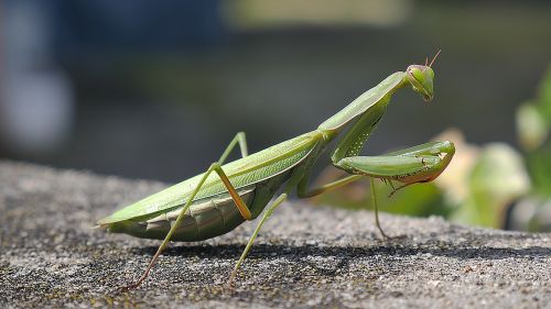 Vabzdys, Mantis, Žalias