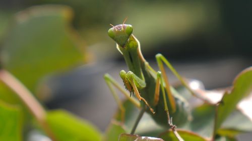 Vabzdys, Mantis, Žalias