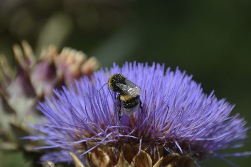 Vabzdys, Žiedas, Žydėti, Artišokas, Gamta, Gėlė, Makro, Uždaryti