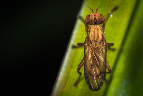 Vabzdys, Gamta, Niekas, Gyvūnai, Bespozvonochnoe, Makro