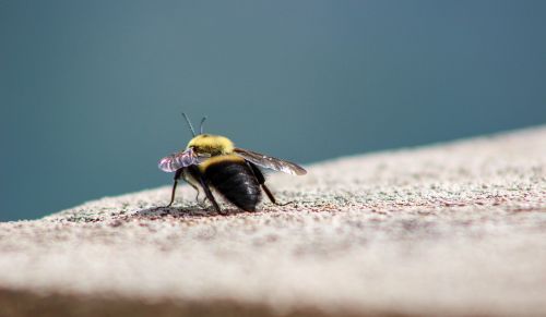 Vabzdys,  Gamta,  Laukinė Gamta,  Gyvūnas,  Lauke,  Be Honoraro Mokesčio