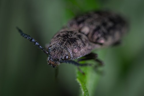 Vabzdys,  Vabaliukas,  Makro,  Coleoptera