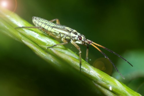 Vabzdys,  Makro,  Pobūdį,  Pavasaris