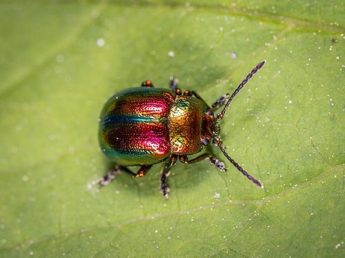 Vabzdys,  Vabaliukas,  Coleoptera