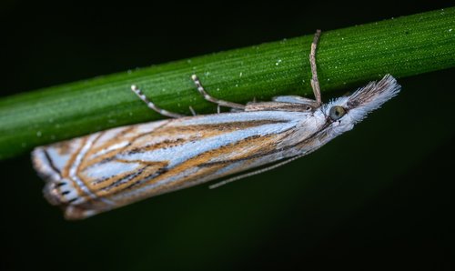 Insest,  Bestuburis,  Drugiai Lepidoptera,  Jie Sako,  Drugys,  Makro