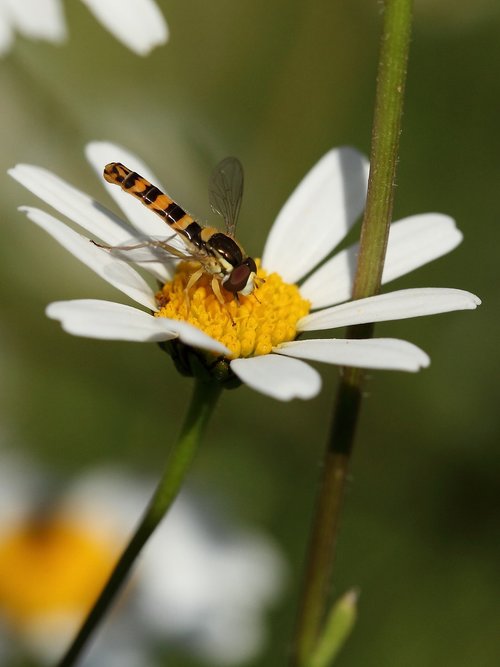 Vabzdys,  Žiedmusės,  Marguerite