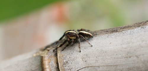 Vabzdys,  Voras,  Makro,  Kolumbija