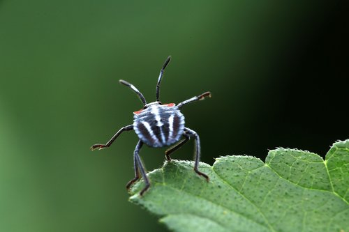 Vabzdys,  Stinkbug,  Pentatomomorpha