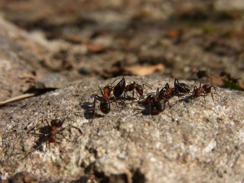 Vabzdys, Hymenoptera, Ant, Raudona Mediena, Formica Rufa, Miškas, Gyvūnas, Gamta