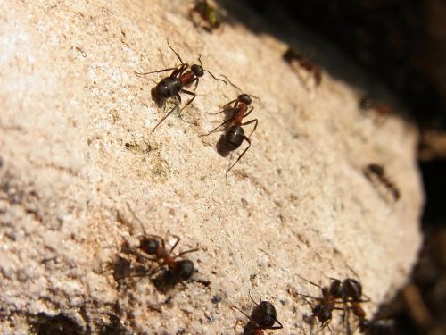 Vabzdys, Hymenoptera, Ant, Raudona Mediena, Formica Rufa, Miškas, Gyvūnas, Gamta