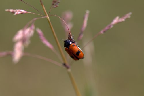 Insekta, Raudona, Juoda, Augalas, Poilsis