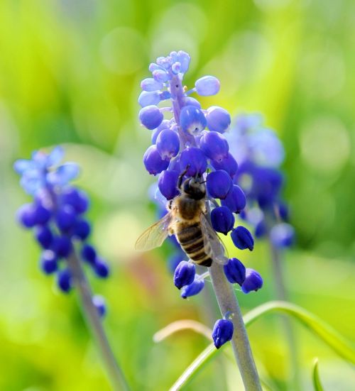 Vabzdžiai, Naminė Bičių Priežiūra, Mėlyna Gėlė, Gamta