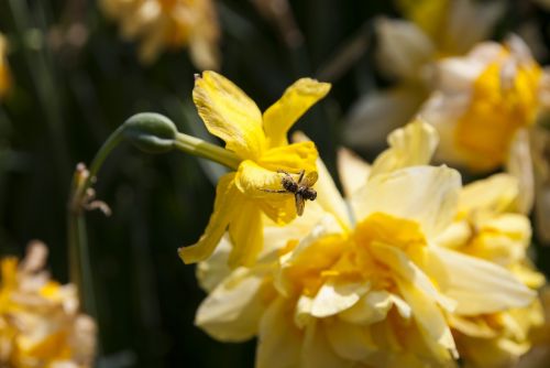 Vabzdžiai, Gėlė, Bičių, Gamta, Gėlės, Pavasaris, Geltona