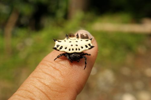 Vabzdžiai, Abaid, Quindio, Kolumbija