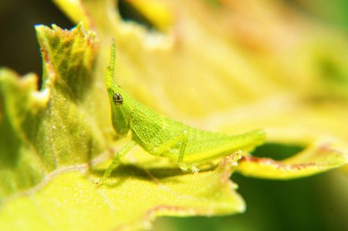 Vabzdžiai, Makrofotografija, Makro, Lapai, Entomologija, Sodas, Salvadoras