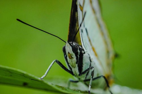 Vabzdžiai, Internetinis Kinų-Anglų Kalbos Žodynas, Wong Nymphalidae, Gamta, Miškai, Drugelis