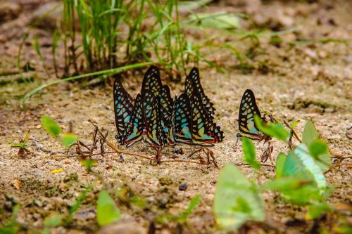 Vabzdžiai, Butterfly Caterpillar Annual Report Atskirai, Wong Papilionidae, Gamta, Miškai