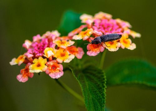 Vabzdžiai, Laukinės Vasaros Spalvos, Žiedadulkes, Graži Nuotrauka