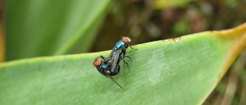 Vabzdžiai,  Skrenda,  Kolumbija