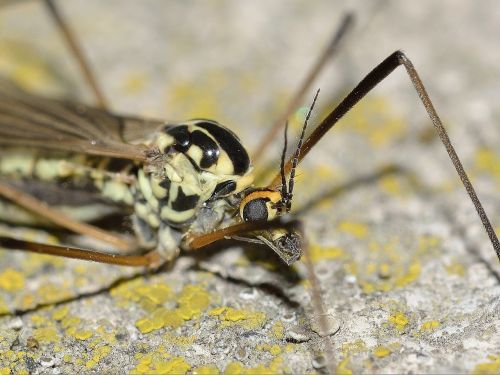 Vabzdžiai, Diptera, Tėtuko Ilgos Kojos
