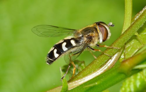 Vabzdžiai, Diptera, Scaeva, Pyrastri