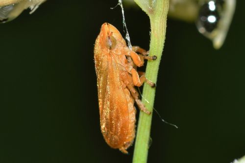 Vabzdžiai, Hemiptera, Eurymela