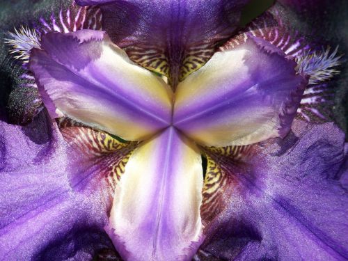 Iris,  Gėlė,  Pavasaris,  Viduje Iris 2