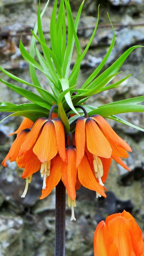 Apverstas Tulpis, Vainiko Imperijos, Oranžinė Gėlė, Pavasaris, Fritillaria Imperialis Aurora