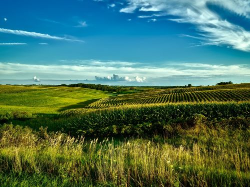 Iowa, Ūkis, Šalis, Kaimas, Kukurūzai, Grūdai, Pasėlių, Laukai, Žemdirbystė, Dangus, Debesys, Kraštovaizdis, Vaizdingas, Vasara, Gamta, Lauke, Vista, Vaizdingas, Hdr