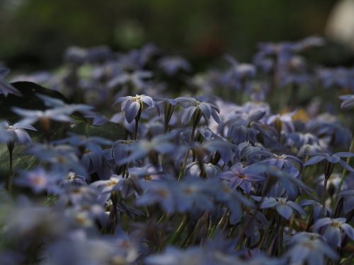 Ipheion Uniflorum, Gėlės, Mėlynas, Augalas