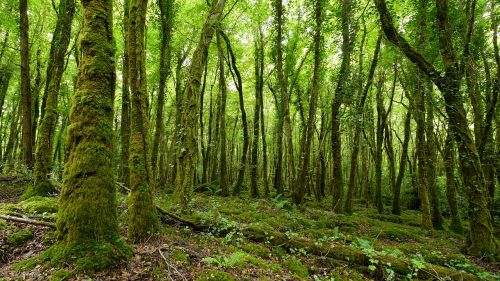 Airija, Miškas, Medis, Gamta