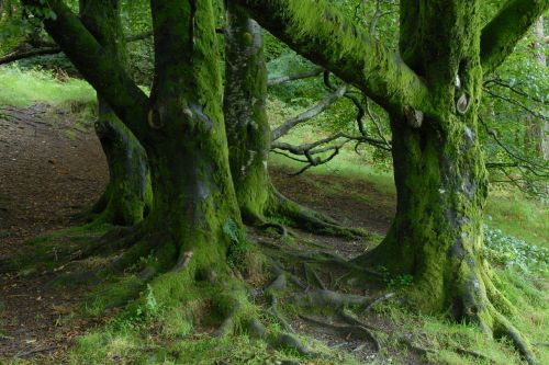 Airija, Medžiai, Miškas, Gamta