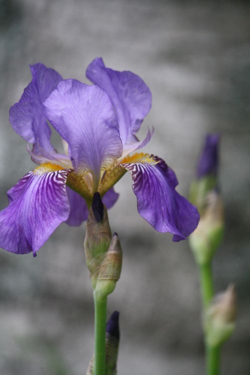 Iris, Gamta, Violetinė, Gėlė