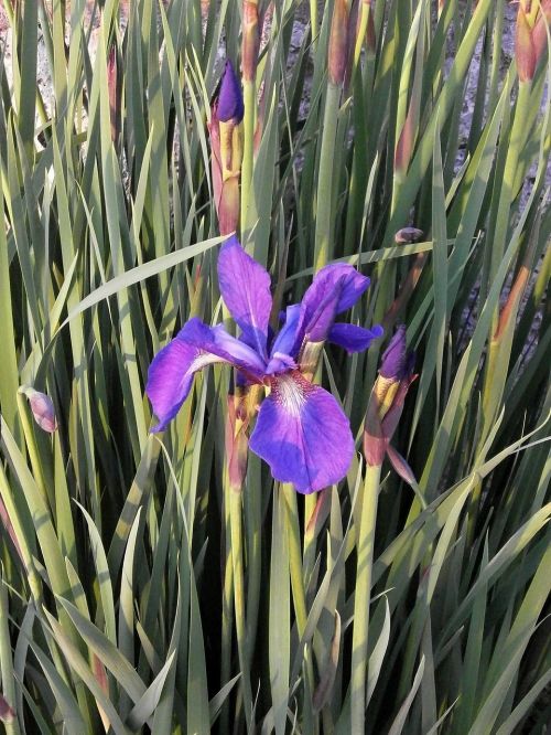 Iris, Ankstyvos Vasaros Gėlės, Purpurinės Gėlės, Violetinė