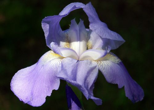 Iris,  Levanda,  Gėlė,  Iris