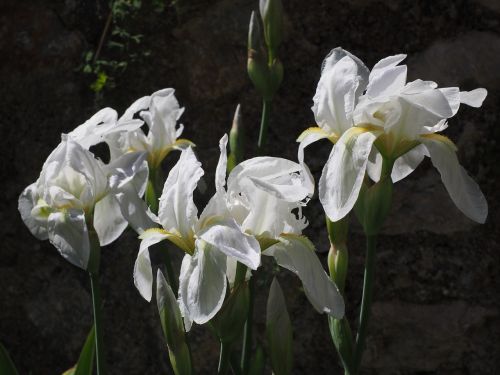 Iris, Lelija, Gėlė, Žiedas, Žydėti, Balta, Schwertliliengewaechs, Iridaceae, Dekoratyvinis Augalas